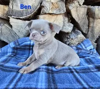 TINY Ben, a male Chihuahua for sale in Poteau, OK – Photo 1 of 4