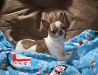 TINY Ben, a male Chihuahua for sale in Poteau, OK – Photo 2 of 4