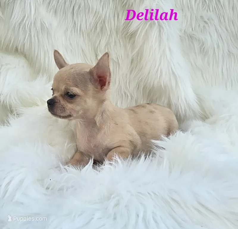 TINY DELILAH – Chihuahua puppy for sale in Poteau, OK