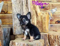 Tiny Raelyn, a female Chihuahua for sale in Poteau, OK – Photo 4 of 5