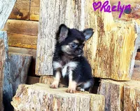 Tiny Raelyn, a female Chihuahua for sale in Poteau, OK – Photo 3 of 5