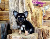 Tiny Raelyn, a female Chihuahua for sale in Poteau, OK – Photo 2 of 5