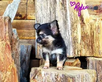 Tiny Riley, a female Chihuahua for sale in Poteau, OK – Photo 2 of 4