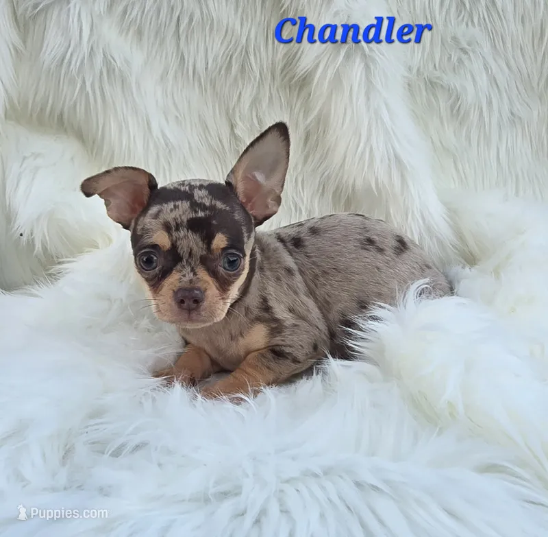 TOY CHANDLER – Chihuahua puppy for sale in Poteau, OK
