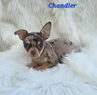 TOY CHANDLER, a male Chihuahua for sale in Poteau, OK – 1 of 3