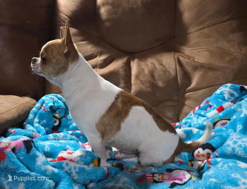 TINY DELILAH – Chihuahua puppy for sale in Poteau, OK