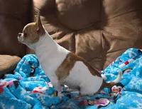 TINY DELILAH, a female Chihuahua for sale in Poteau, OK – 1 of 2