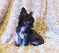 Teacup Emma, a female Chihuahua for sale in Poteau, OK – Photo 1 of 4