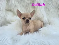 TINY DELILAH, a female Chihuahua for sale in Poteau, OK – 2 of 4