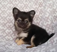 TCP Chili, a female Chihuahua for sale in Poteau, OK – Photo 2 of 3