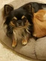 TCP Chili, a female Chihuahua for sale in Poteau, OK – Photo 3 of 3