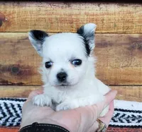 Tcup Aiden, a male Chihuahua for sale in Poteau, OK – Photo 1 of 4