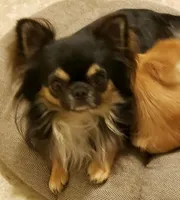 Teacup Graci, a female Chihuahua for sale in Poteau, OK – Photo 2 of 2