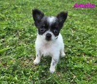 TEACUP AMELIA, a female Chihuahua for sale in Poteau, OK – Photo 1 of 2
