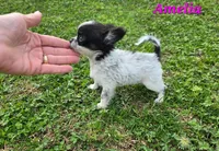 TEACUP AMELIA, a female Chihuahua for sale in Poteau, OK – Photo 2 of 2