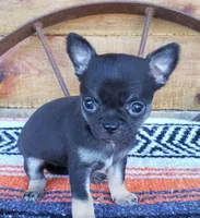 Tiny Roselyn, a female Chihuahua for sale in Poteau, OK – Photo 2 of 3
