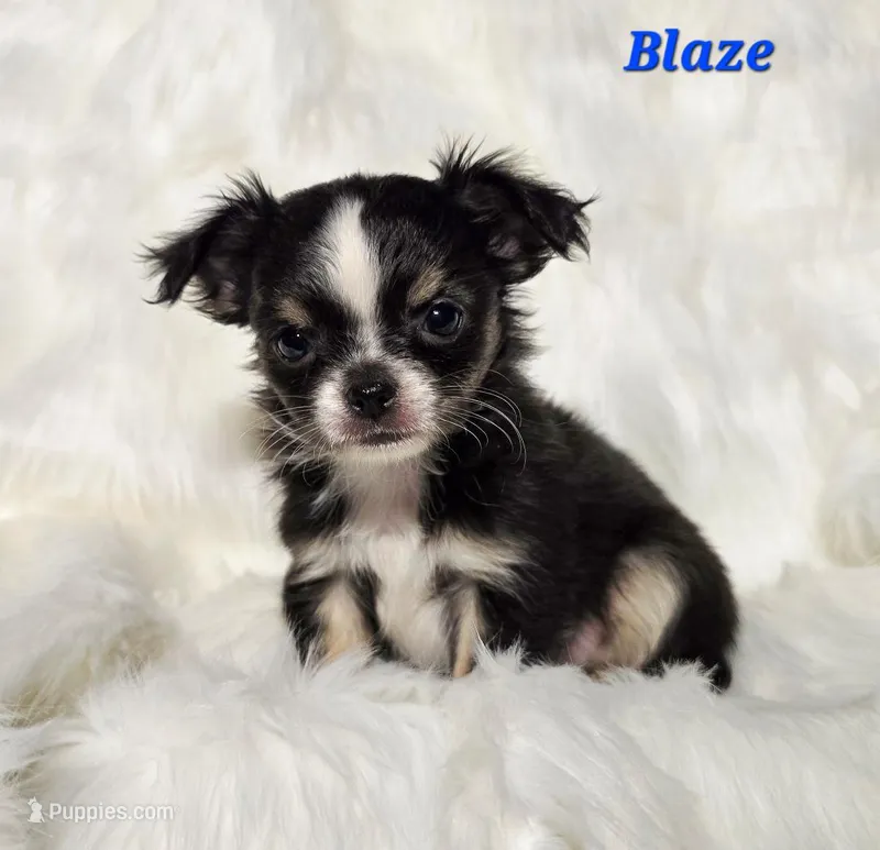 TINY TOY BLAZE