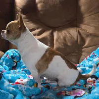 TOY TOFFEE, a male Chihuahua for sale in Poteau, OK – Photo 4 of 4