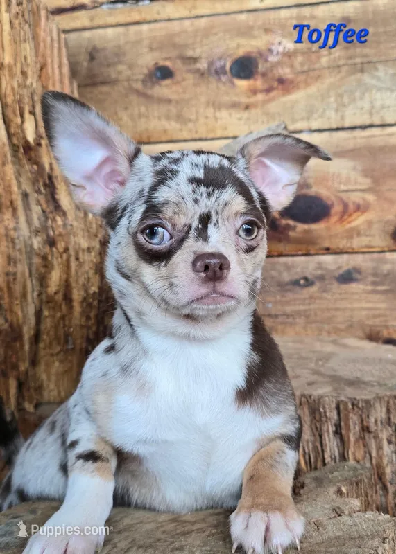 TOY TOFFEE – Chihuahua puppy for sale in Poteau, OK
