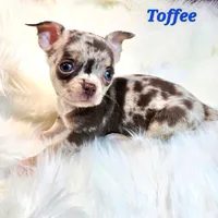 TOY TOFFEE, a male Chihuahua for sale in Poteau, OK – Photo 2 of 4