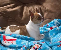 TINY DELILAH, a female Chihuahua for sale in Poteau, OK – 2 of 2