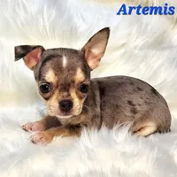 TEACUP ARTEMIS, a male Chihuahua for sale in Poteau, OK – Photo 1 of 3