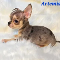 TEACUP ARTEMIS, a male Chihuahua for sale in Poteau, OK – Photo 2 of 3