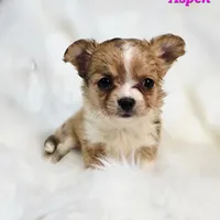 TOY ASPEN, a female Chihuahua for sale in Poteau, OK – Photo 1 of 2