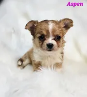 TOY ASPEN, a female Chihuahua for sale in Poteau, OK – Photo 1 of 2