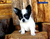 TINY Domino, a male Chihuahua for sale in Poteau, OK – Photo 1 of 2