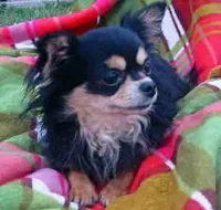 TINY Domino, a male Chihuahua for sale in Poteau, OK – Photo 2 of 2