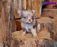 TEACUP Marlee, a female Chihuahua for sale in Poteau, OK – Photo 2 of 2