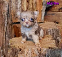 TEACUP Marlee, a female Chihuahua for sale in Poteau, OK – Photo 1 of 2