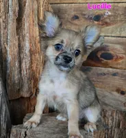 Lucille, a female Chihuahua for sale in Poteau, OK – Photo 2 of 2