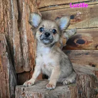 Lucille, a female Chihuahua for sale in Poteau, OK – Photo 1 of 2