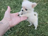 TEACUP SUNNIE, a female Chihuahua for sale in Poteau, OK – 2 of 3