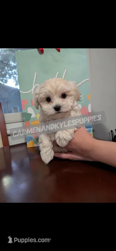 Precious baby girl – Maltipoo puppy for sale in Portsmouth, VA