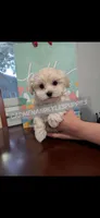Precious baby girl, a female Maltipoo for sale in Portsmouth, VA – Photo 1 of 2