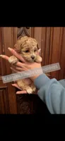 Baby boy, a male Maltipoo for sale in Portsmouth, VA – Photo 3 of 3