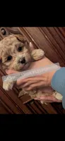 Baby boy, a male Maltipoo for sale in Portsmouth, VA – Photo 1 of 3