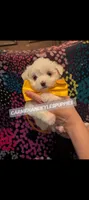 Baby girl 3, a female Maltipoo and Maltese for sale in Portsmouth, VA – 1 of 2