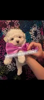 Baby girl 2, a female Maltipoo and Maltese for sale in Portsmouth, VA – 2 of 2