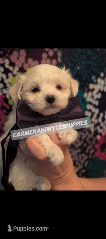 Baby girl 1 – Maltipoo, Maltese puppy for sale in Portsmouth, VA