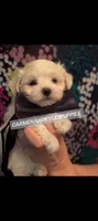 Baby girl 1, a female Maltipoo and Maltese for sale in Portsmouth, VA – 1 of 2
