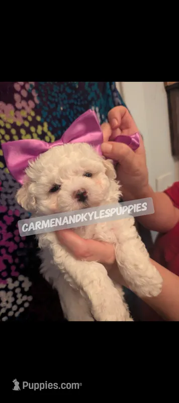 Baby girl 2 – Maltipoo, Maltese puppy for sale in Portsmouth, VA