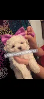 Baby girl 2, a female Maltipoo and Maltese for sale in Portsmouth, VA – 1 of 2