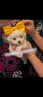 Baby girl 3, a female Maltipoo and Maltese for sale in Portsmouth, VA – 2 of 2