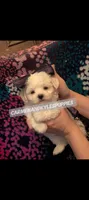 Baby girl 1, a female Maltipoo and Maltese for sale in Portsmouth, VA – 2 of 2
