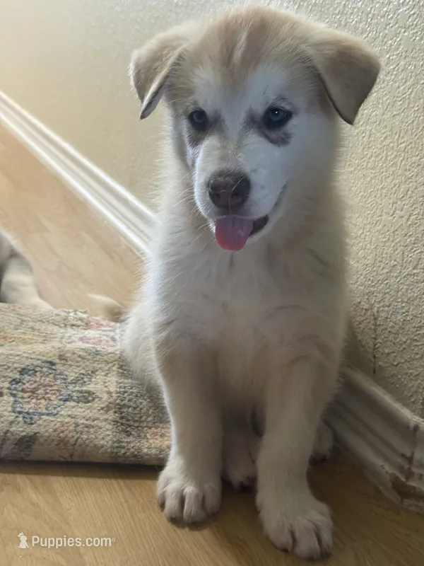 AKC Cinnabear – Alaskan Malamute puppy for sale in Dallas, TX