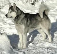 Seal female, a female Alaskan Malamute for sale in Dallas, TX – 5 of 5